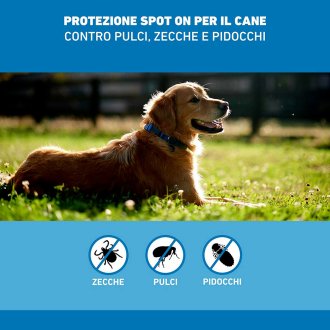 Frontline Spot On Cani x3 Antiparassitario Contro Pulci, Zecche E Pidocchi (10-20Kg)