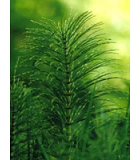 TSA Equisetum Arv.50ml